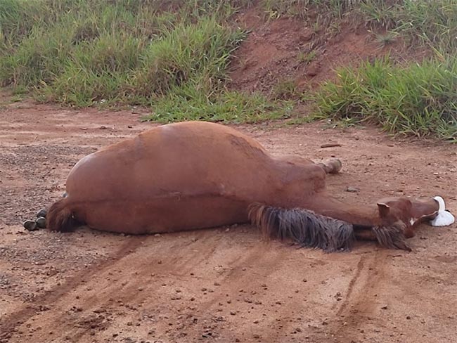 Cavalo solto na rua causa acidente de trânsito em João Pinheiro e